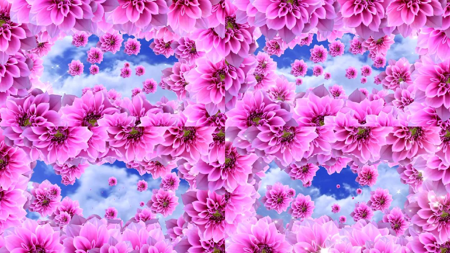 粉色花香花视频(原创高清)
