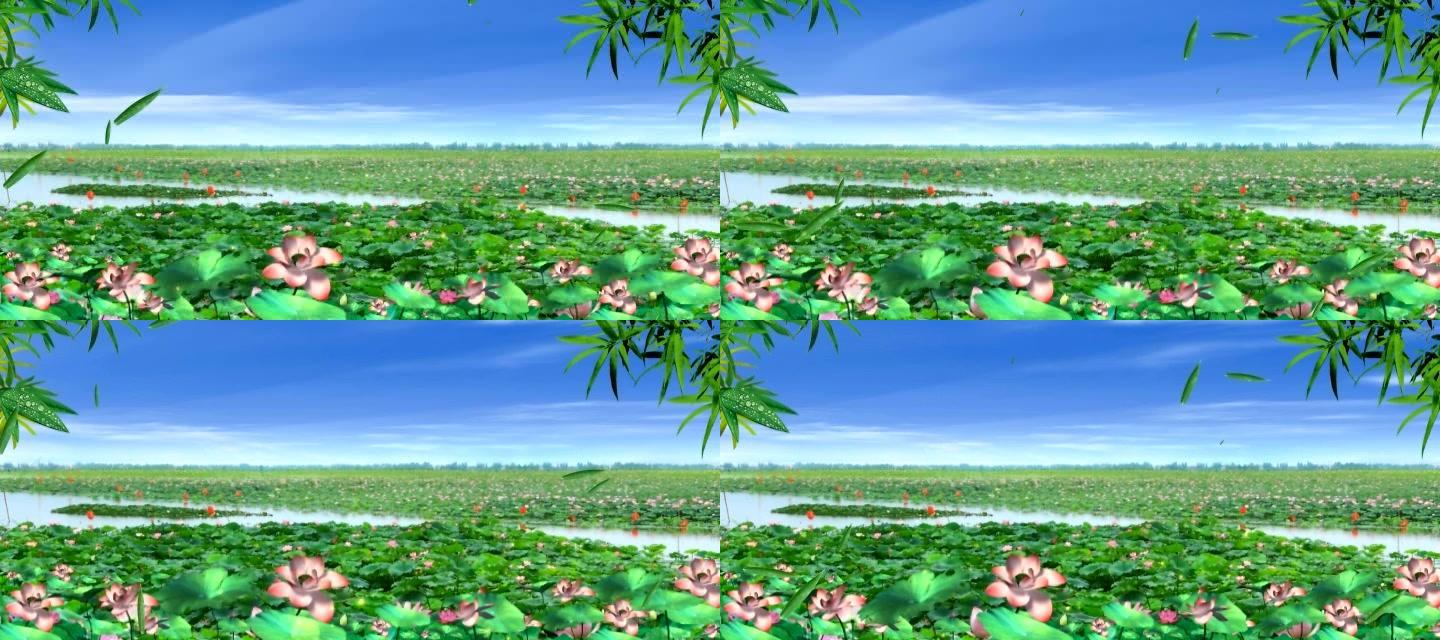 唯美荷花蓝天飘落竹叶无缝循环