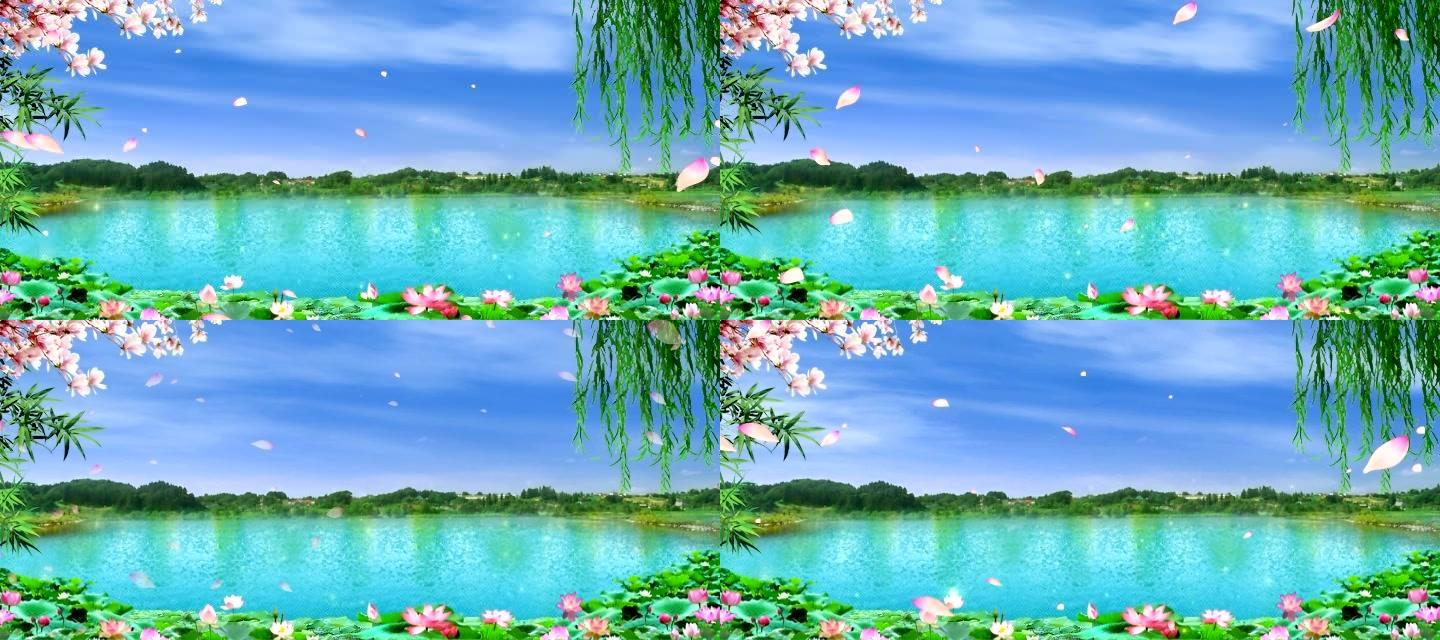 荷花 绿水 垂柳 飘落花瓣 无缝循环