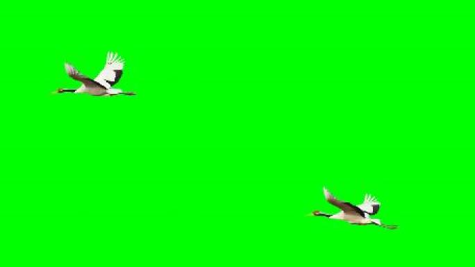 丹顶鹤向左飞过绿色通道