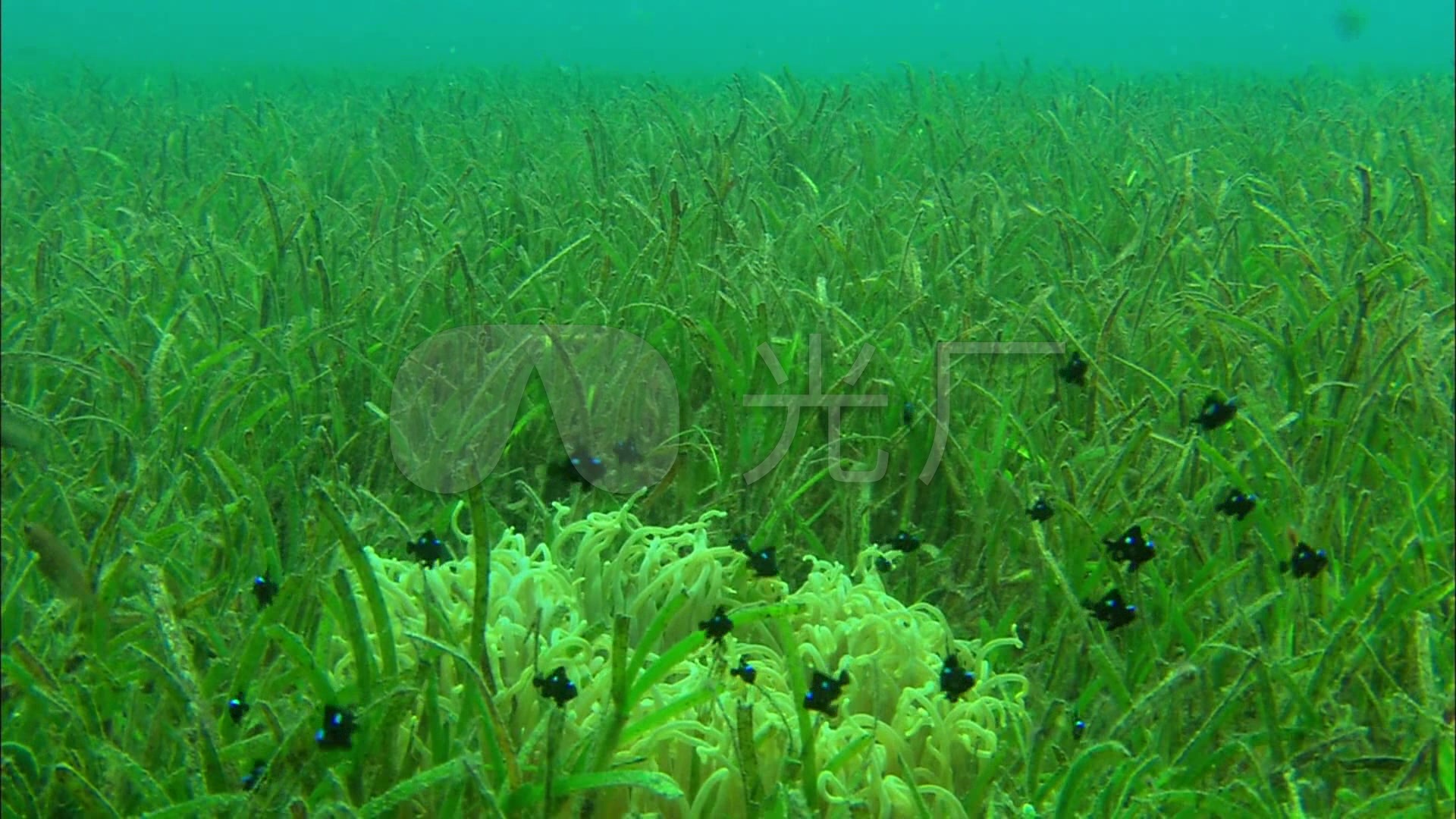 海底世界水草鱼群高清视频