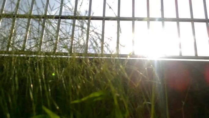 微风阳光透过草丛