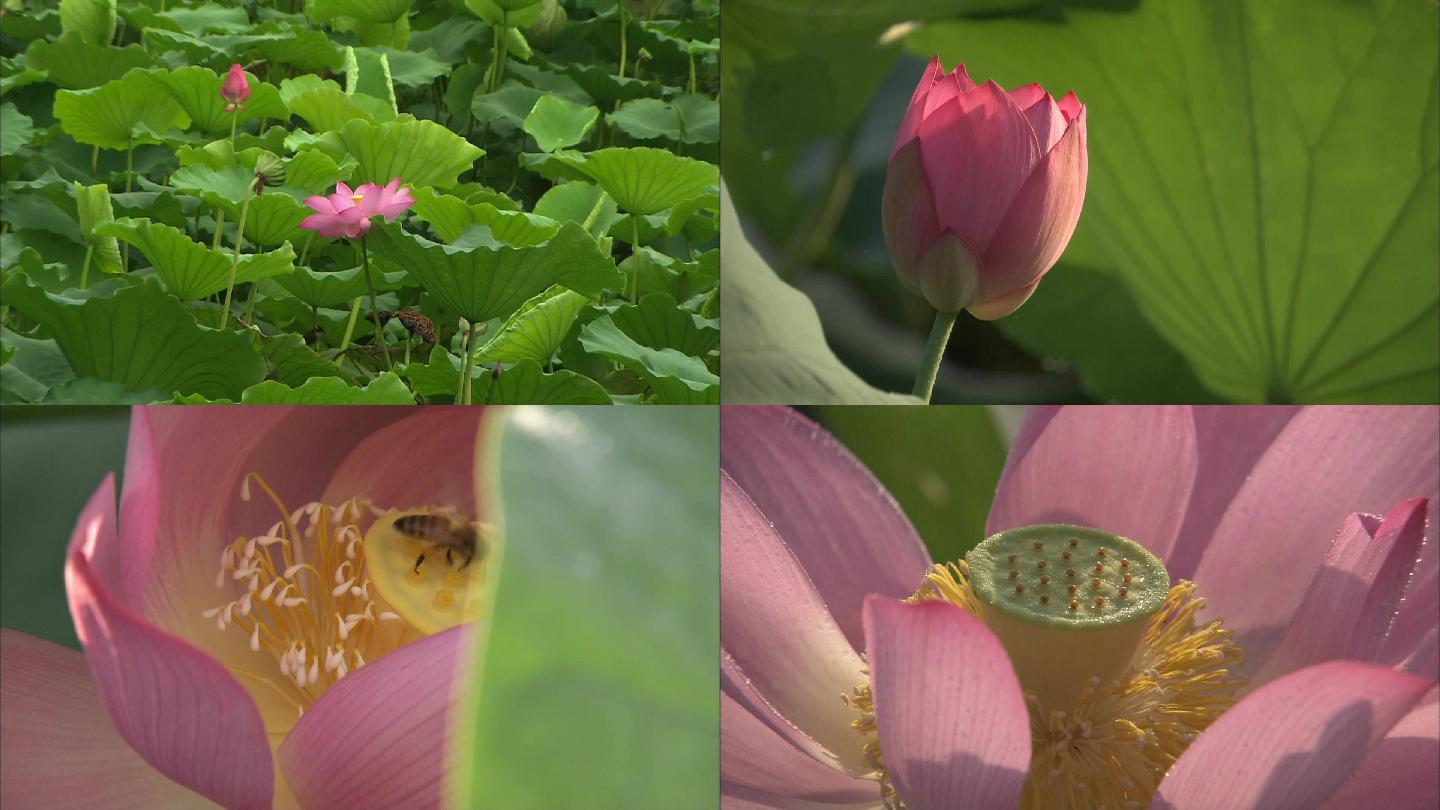 荷花韵