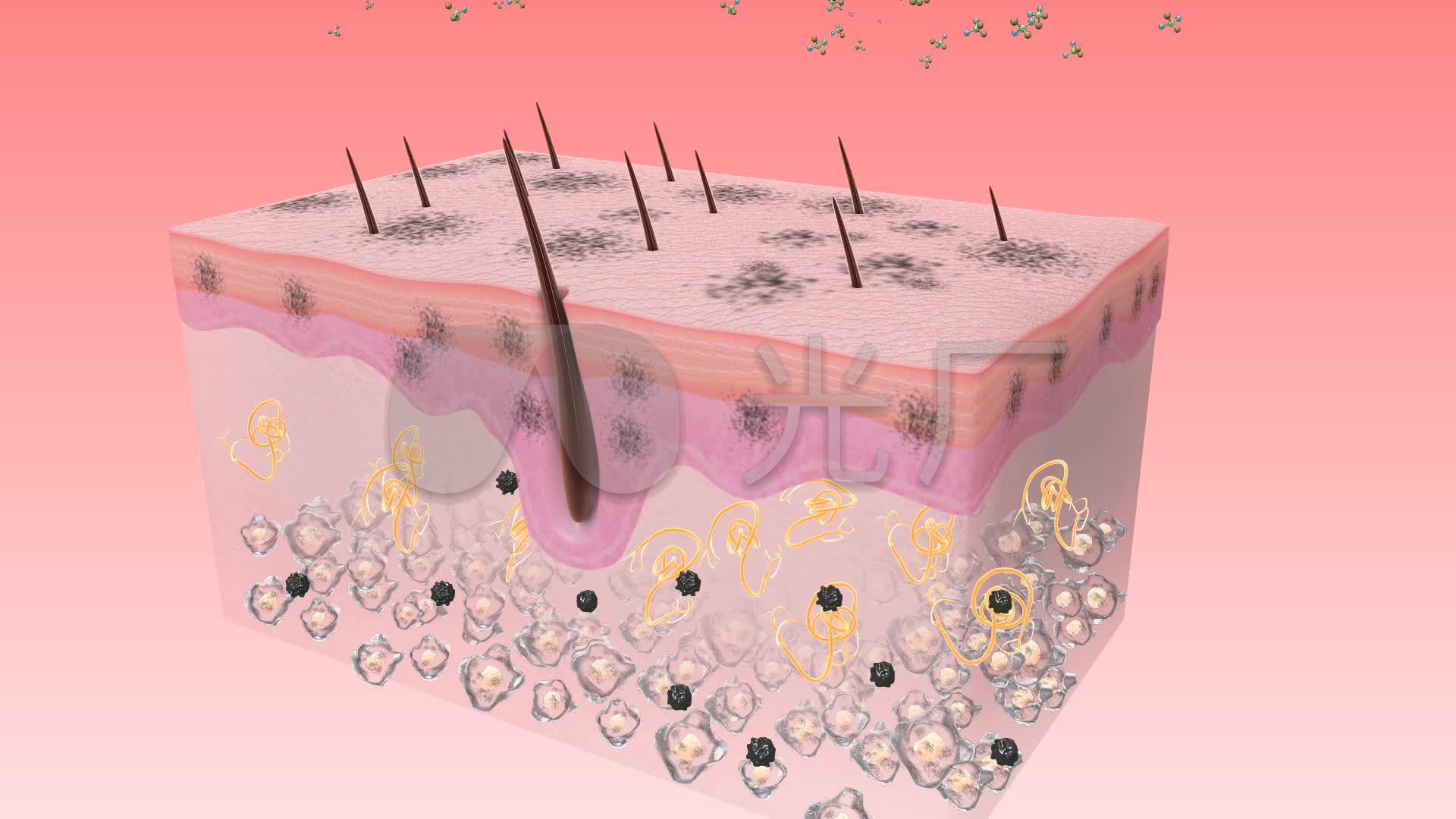 产生黑色素黑色素细胞由内向外引导分裂生长_1920X1080_高清视频素材下载(编号:8859098)_影视包装_光厂(VJ师网) www ...