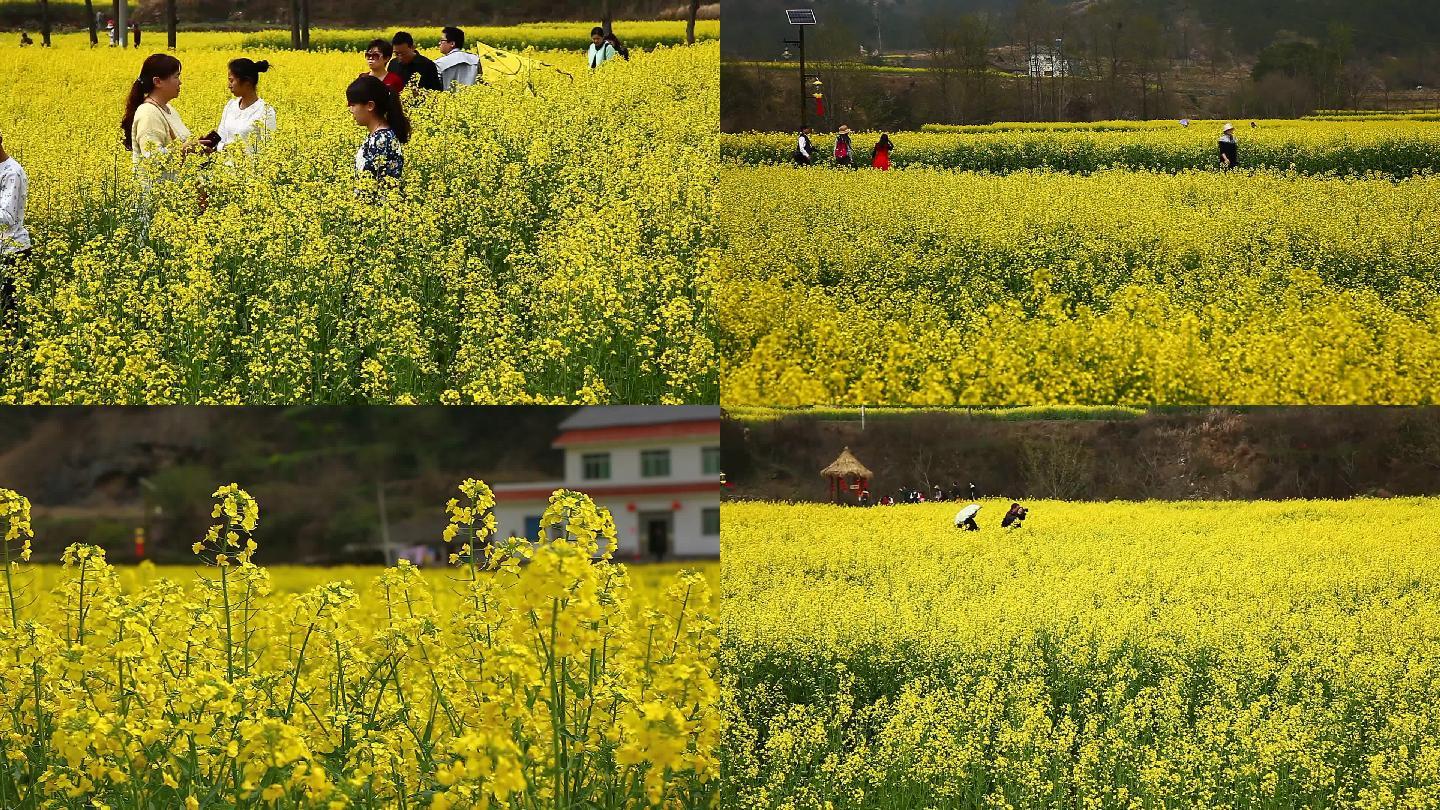 油菜花海