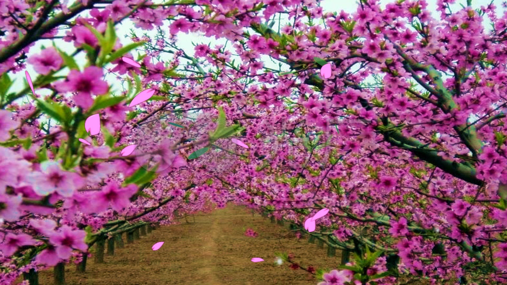 精美桃花林素材