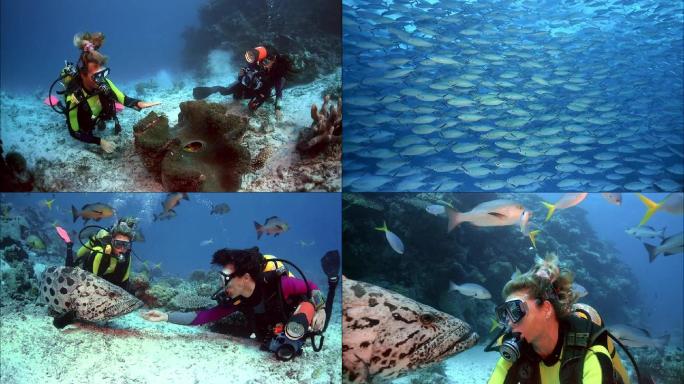 海底世界珊瑚礁潜水员鱼群