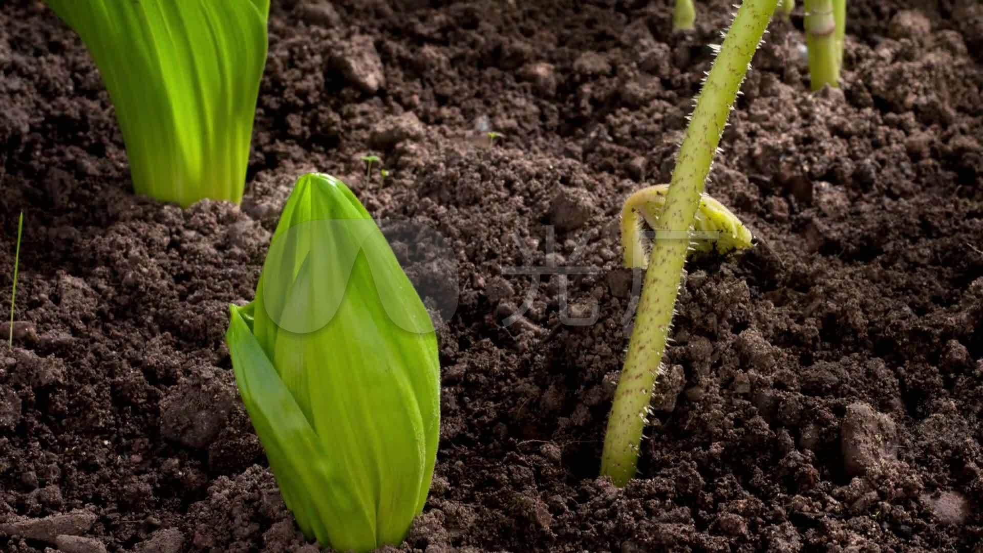 種子破土而出長成花_1920x1080_高清視頻素材下載(編號:260911)_實拍