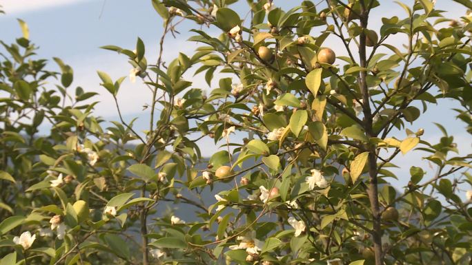 秋季油茶成熟茶花盛开实拍高清视频