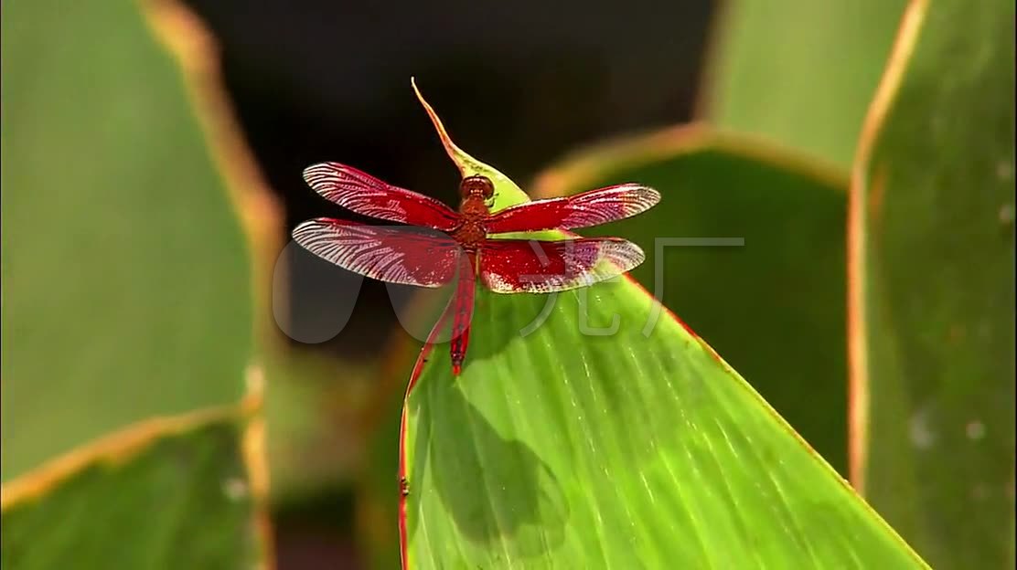 青蜒