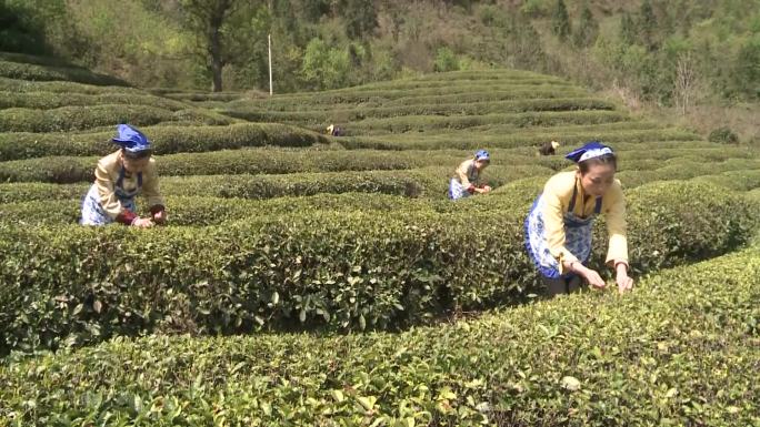 茶园采茶茶园采茶茶叶