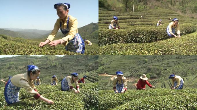 茶园采茶茶园采茶茶叶