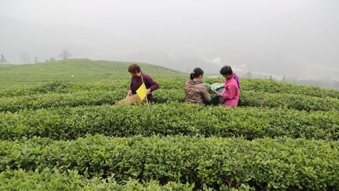 茶园施肥茶园茶茶叶