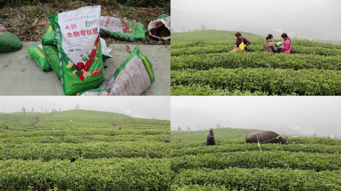 茶园施肥茶园茶茶叶