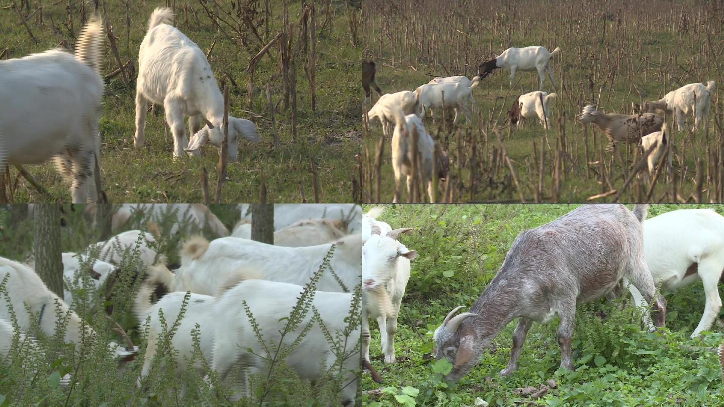 羊养殖业养殖羊群羊羊养殖山羊