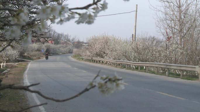 樱桃花樱桃樱桃树