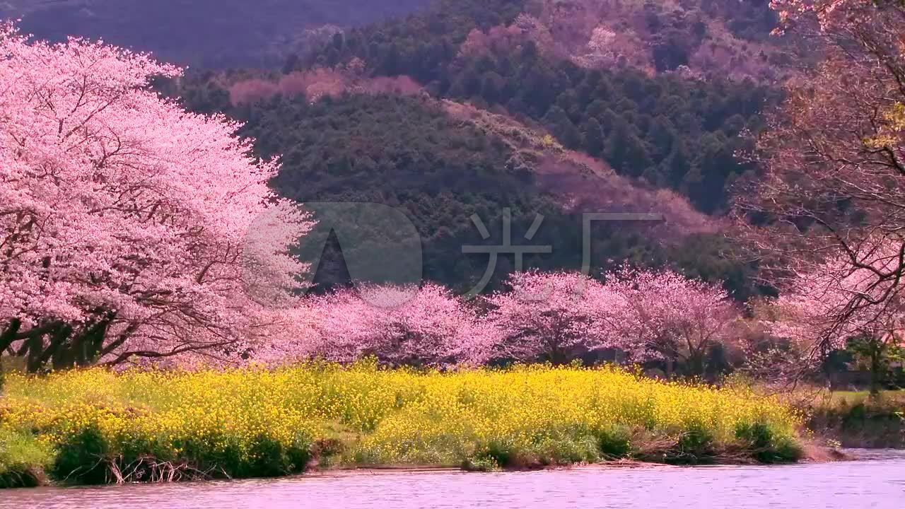 素材 舞台 场景 桃花林梅花林山水风景循环 来自