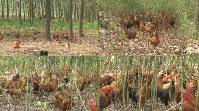 树林养鸡工业农业畜牧业养殖业养殖