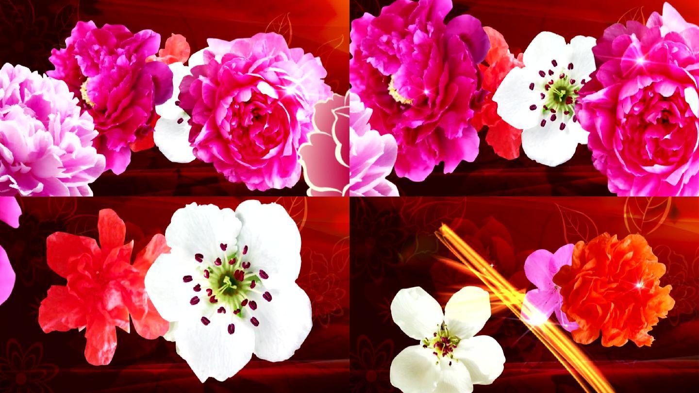 花朵牡丹芍药映山红LED视频