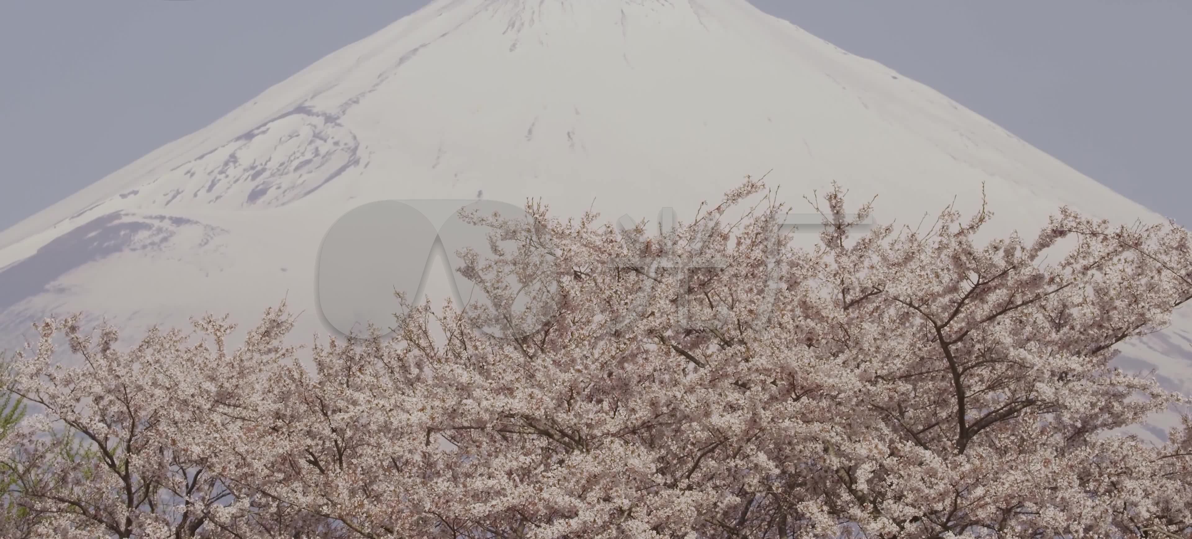 春天的富士山下的樱花开放季_3840X1736_高
