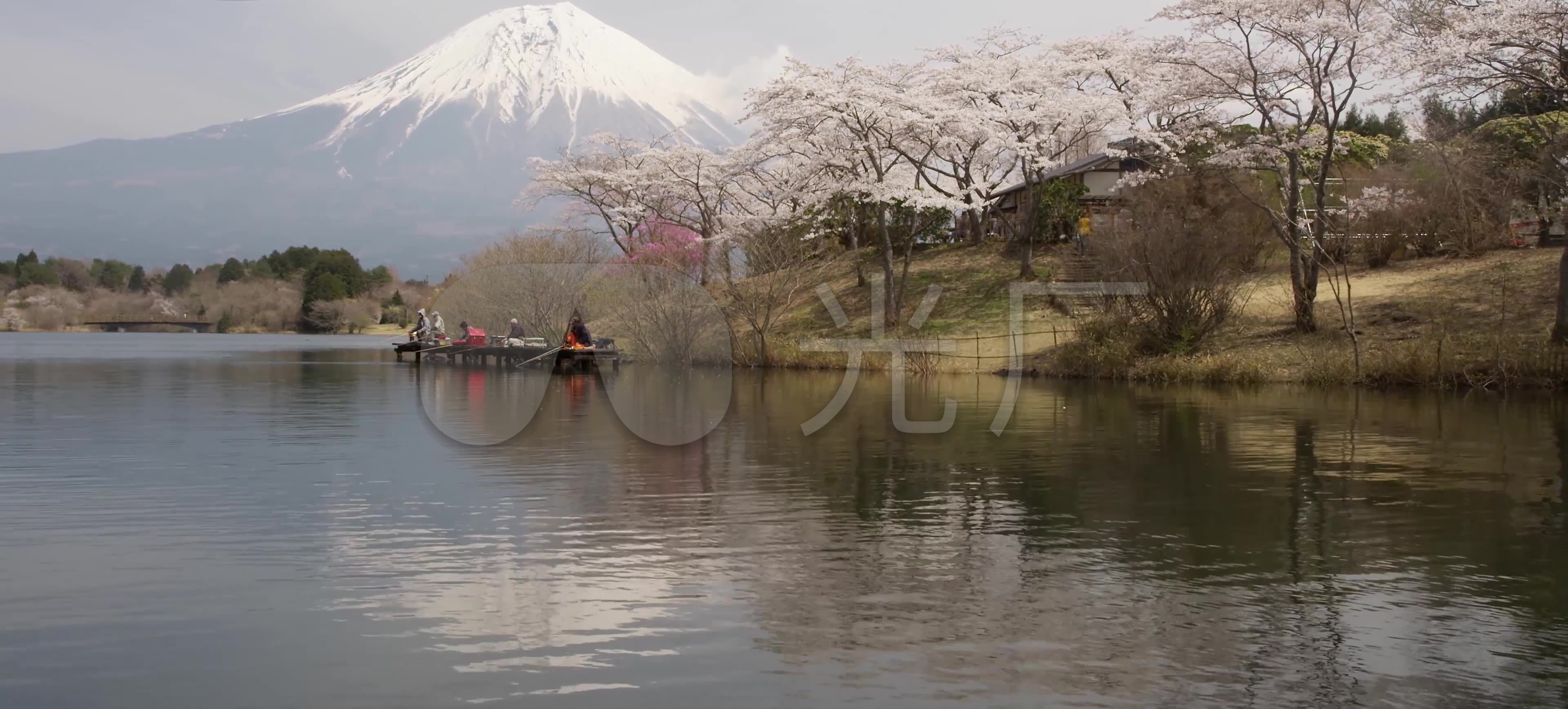 春天的富士山下的樱花开放季_3840X1736_高