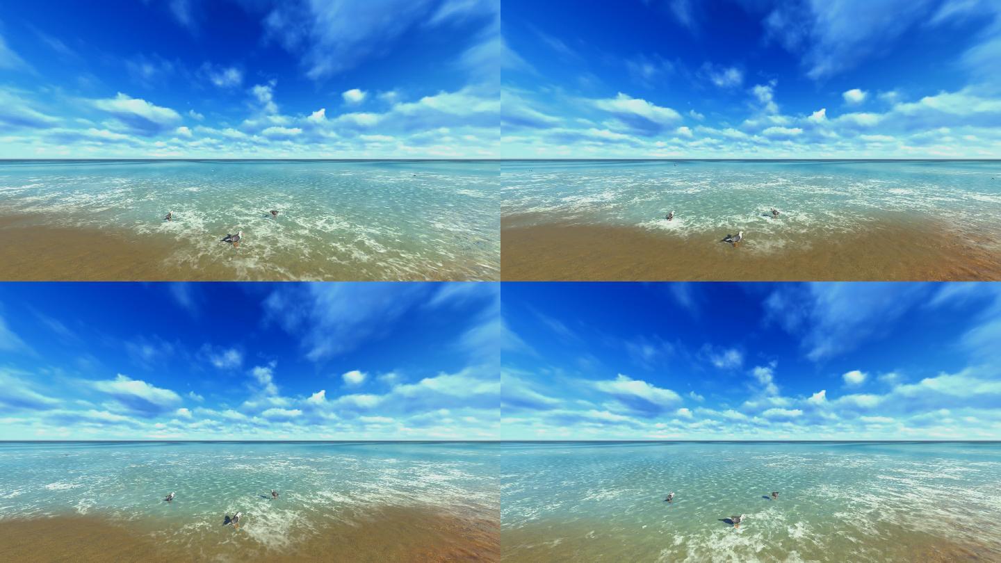大海海鸟视频