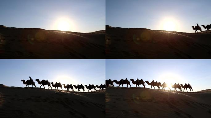 沙漠的骆驼光影