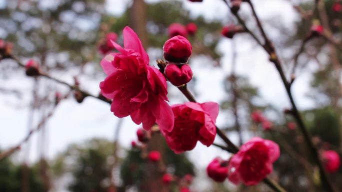 烟雾桃花祈福带