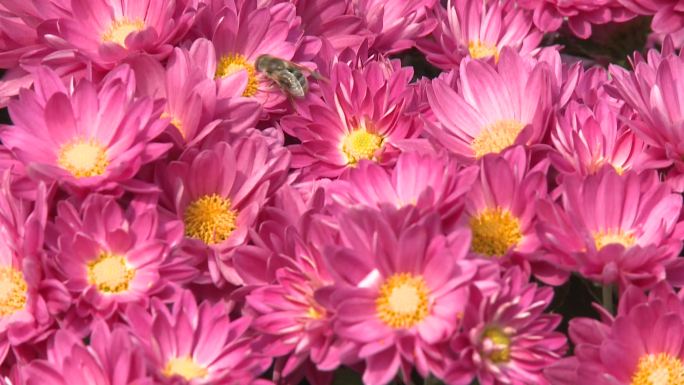 鲜花丛中的蜜蜂