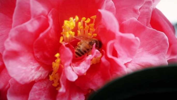 蜜蜂采蜜茶花上