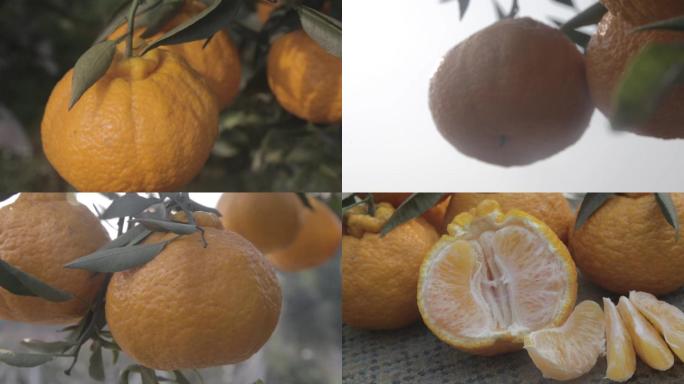 蒲江橘子柑橘不知火水果