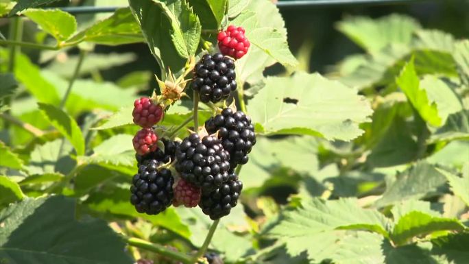 黑莓梅子植物水果葡萄
