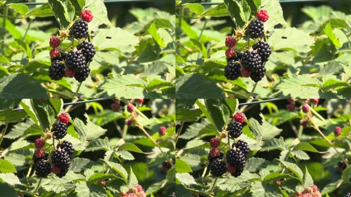黑莓梅子植物水果葡萄