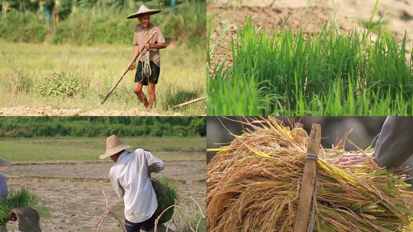 水稻育苗插秧与收割