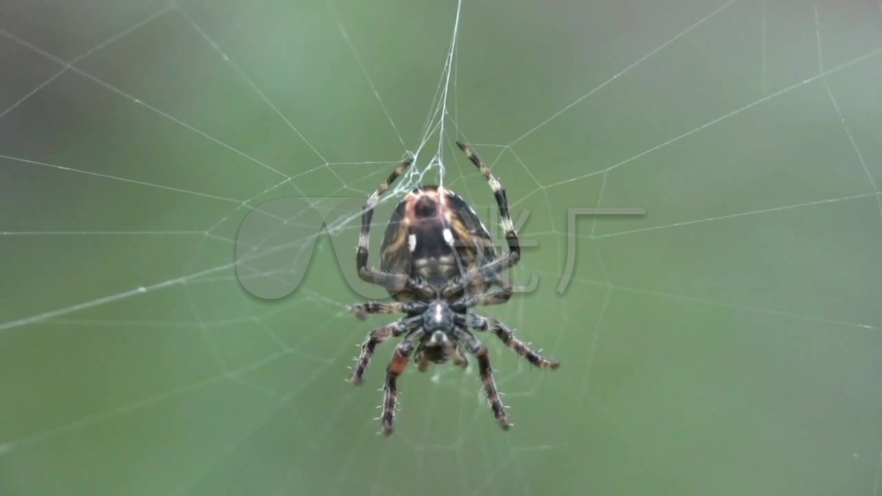 蜘蛛结网捕食实拍视频素材_1280X720_高清视