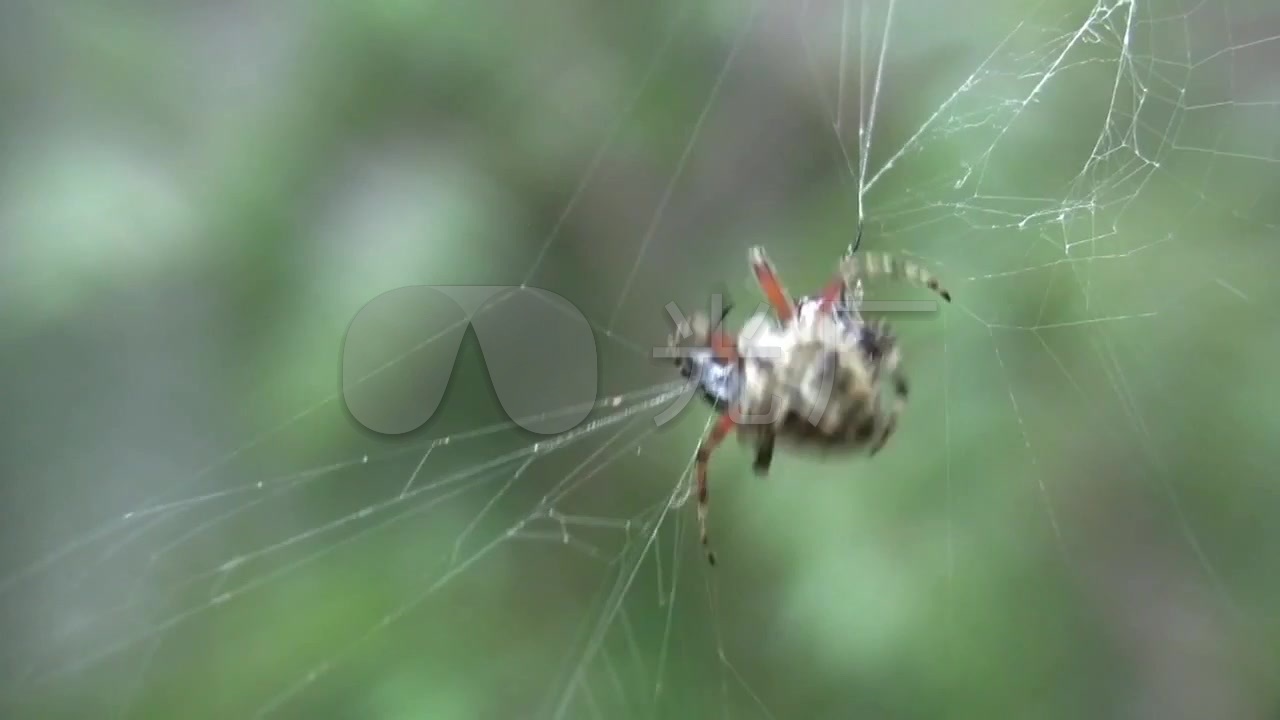 蜘蛛结网捕食实拍视频素材_1280X720_高清视