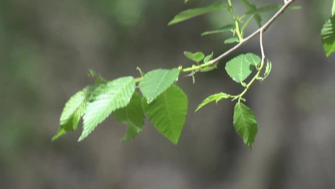 榆钱树