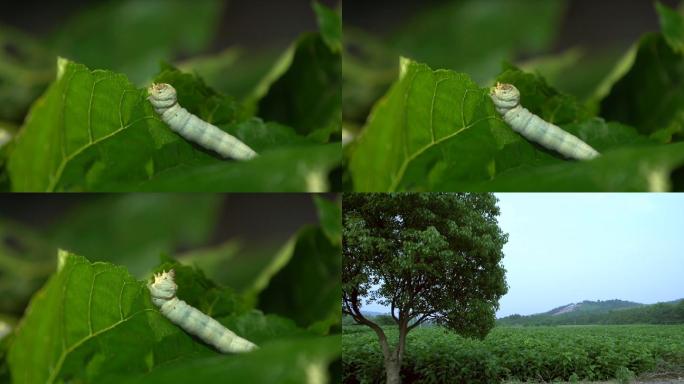 蚕和桑田