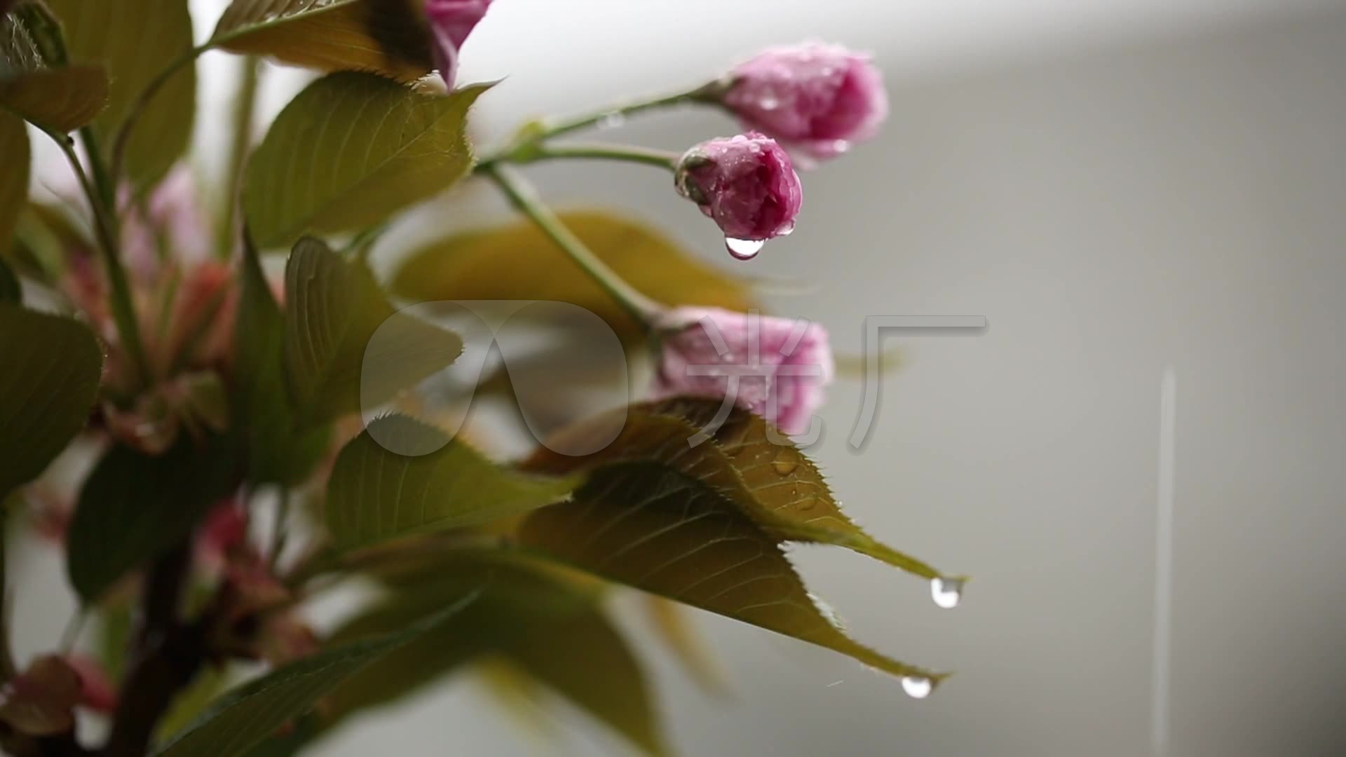 春雨雨中花雨滴下雨潤物無聲花朵_1920x1080_高清視頻素材下載(編號