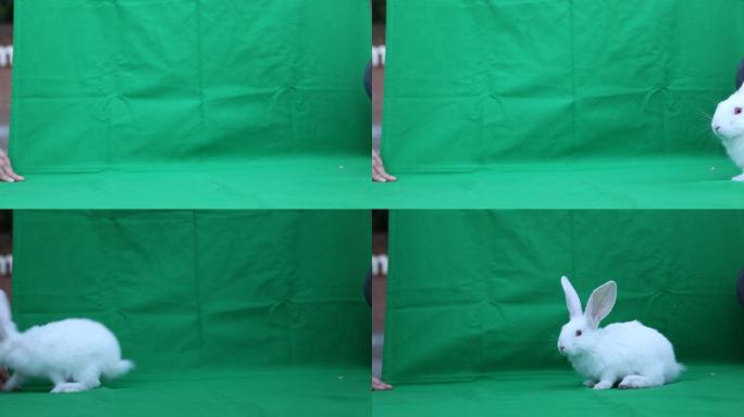 绿布下的小白兔