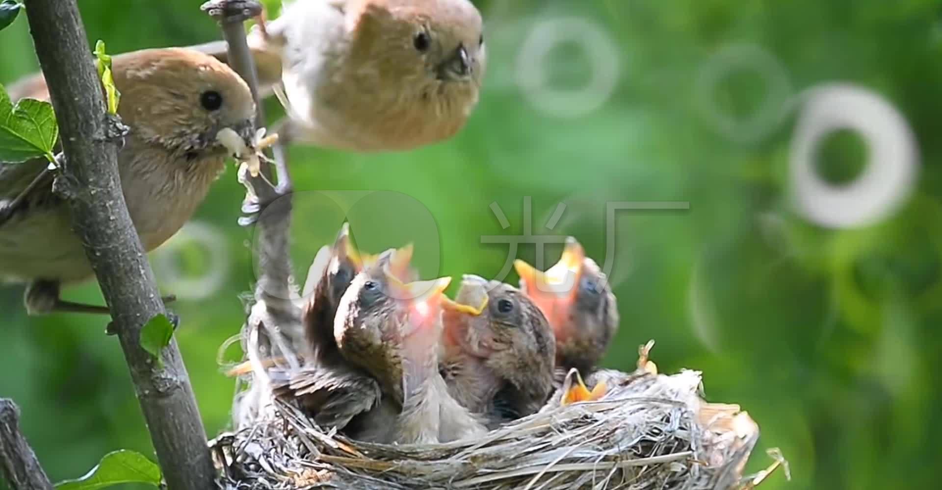 鸟类装点巢穴：告诉你，别惹我！