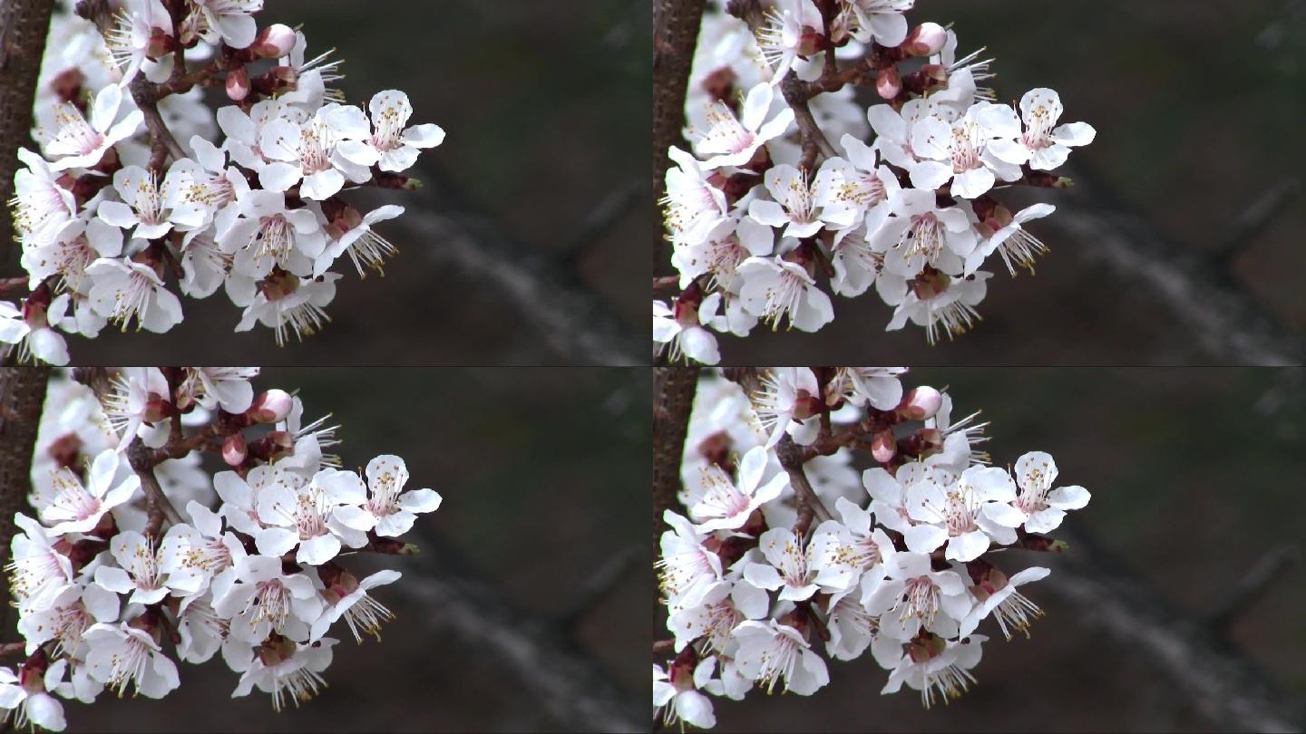 花朵视频素材