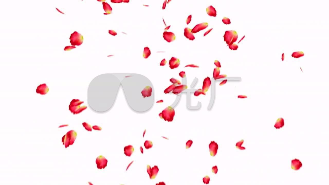 动感玫瑰花瓣飘落