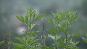艾草 19x1080 高清视频素材下载 编号 4387 实拍视频 Vj师网www Vjshi Com
