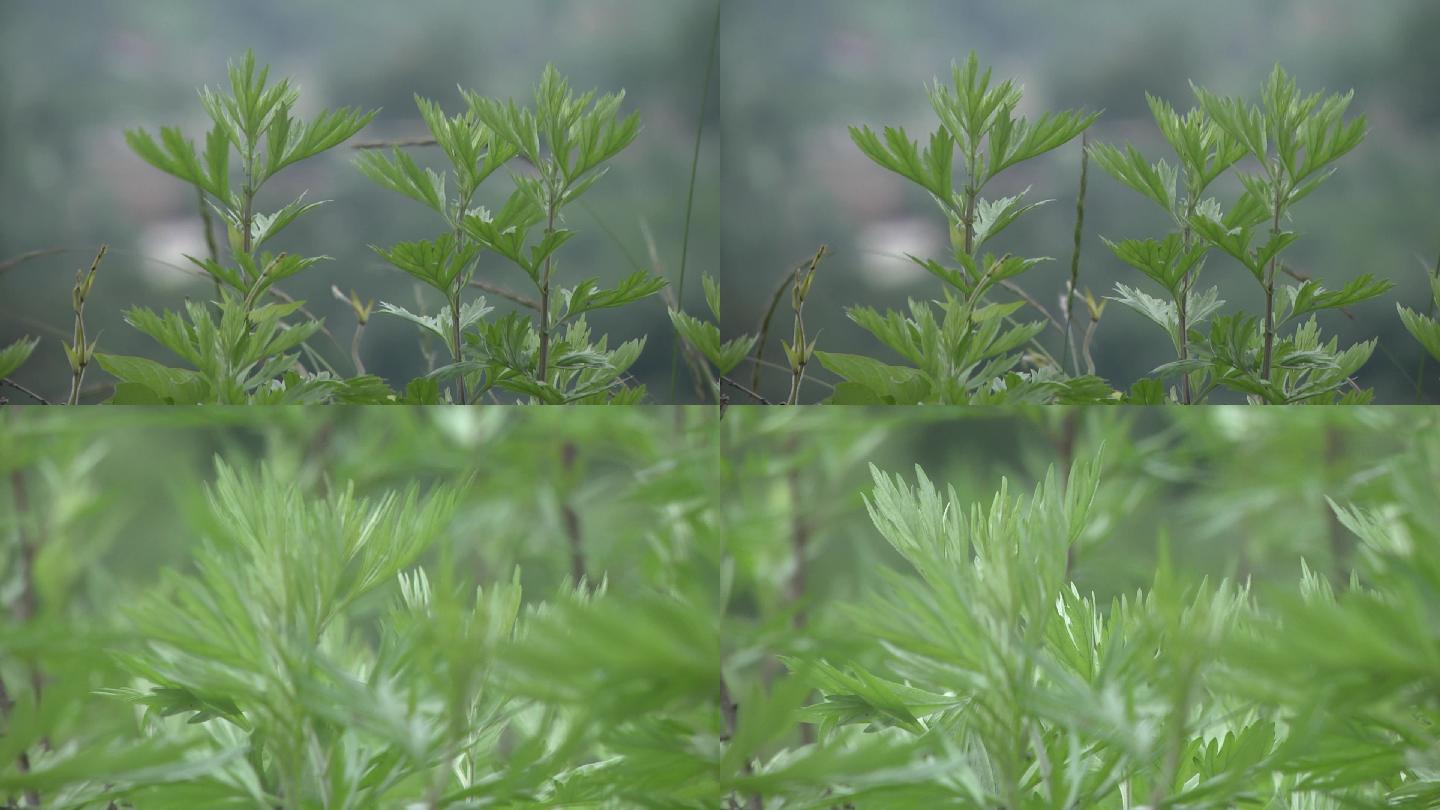 艾草 19x1080 高清视频素材下载 编号 4387 实拍视频 Vj师网www Vjshi Com