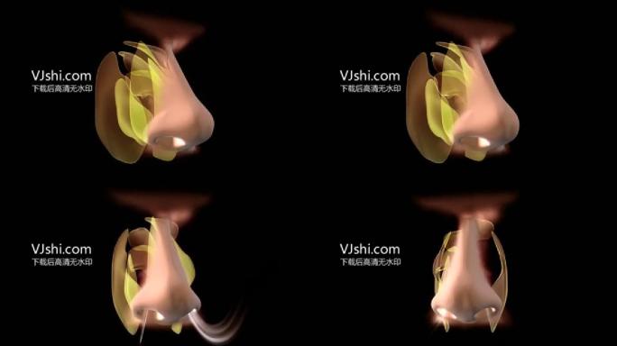 三维鼻子带通道展示通气