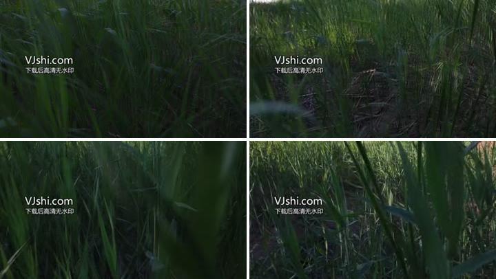 高清实拍穿过河边草丛原片视频素材