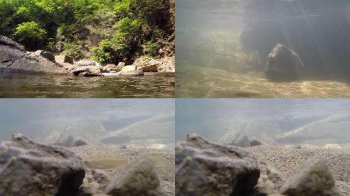 浙江临安山区溪流水下拍摄小鱼