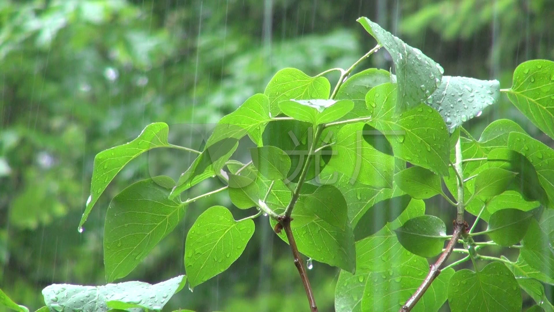 雨打树叶3_1920x1080_高清视频素材下载(编号:532801)_实拍视频_vj师