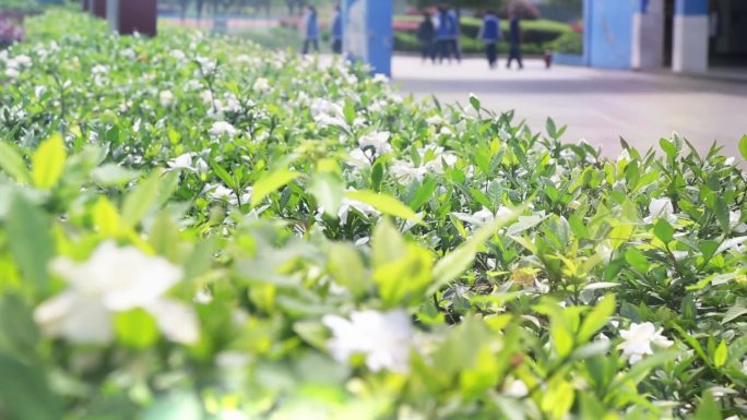 栀子花美景实拍